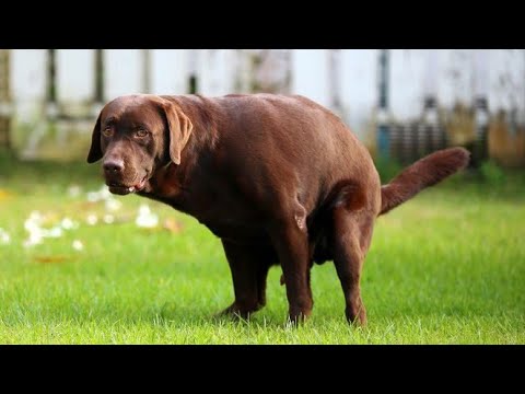 فيديو: كيفية تعليم الكلب البقاء في أي مكان