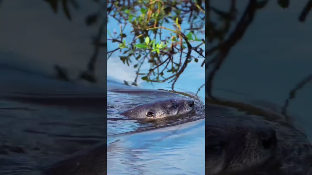 A Very Lucky Day of Wildlife Photography! 