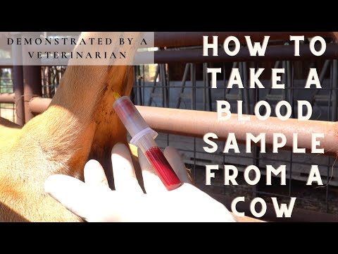 HOW TO TAKE BLOOD SAMPLES FROM A COW DEMONSTRATED BY A VETERINARIAN