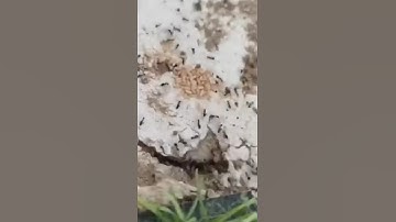 سورة النمل -سبحان الله