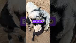 #trending #bakri #animals #veteran