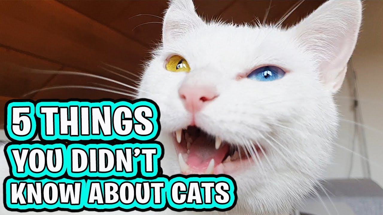 13 Things You Didn’T Know About Cats – WDXO