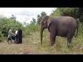 Chopin “Raindrop Prelude” on Piano for VERY Old Elephant