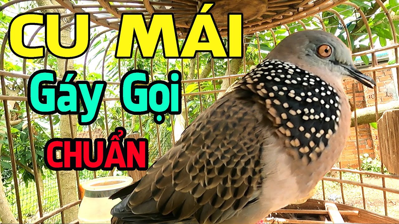 Cu Gáy Mái Gáy Kích Trống ,nghe là gáy 100% / Cu Mái Gáy Gọi Kích Bổi Nhanh Nổi Hiệu Quả.S15