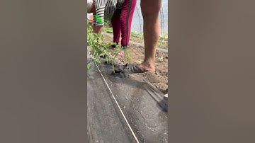 Nông nghiệp công nghệ cao, Tự động hóa trong sản xuất nông nghiệp