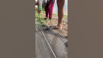 Nông nghiệp công nghệ cao, Tự động hóa trong sản xuất nông nghiệp