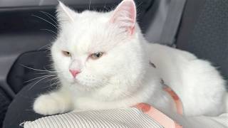 病院嫌いな猫を健康診断に連れて行った結果…