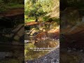Dublin Zoo - Big Cat Enrichment 🐅