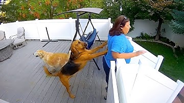 Hilarious Security Camera Fails 🎥 Funny videos