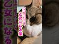 次男に呼ばれただけなのに⁈#cats #shorts #球太