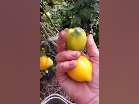 Томатики с ЧУДО СВЕТА.