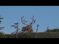 Newfoundland WOODLAND CARIBOU Hunting with DADG MACDONALD OUTFITTERS