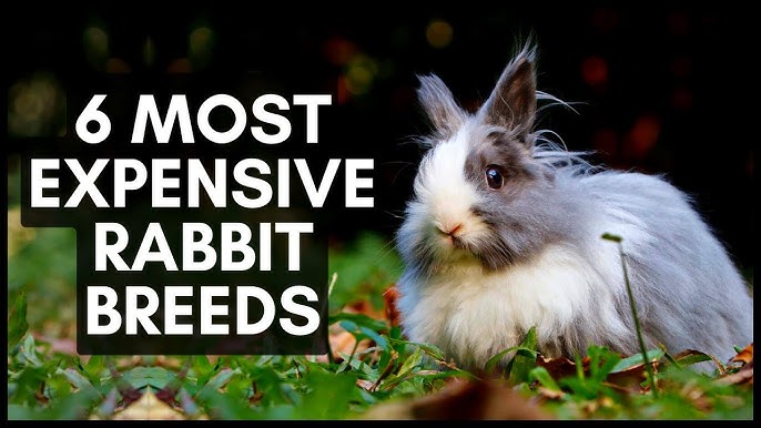 Top 5 Most Expensive Rabbit Breeds In The World - Youtube