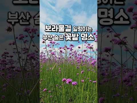 역대급 인생샷 무조건 건지는 부산 숨은 꽃밭 근황 📸 (ft. 대저생태공원 버베나) #부산가볼만곳