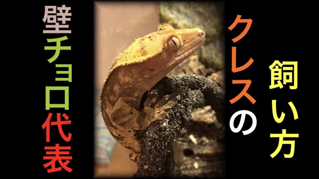 爬虫類 クレステッドゲッコー オウカンミカドヤモリ の飼い方紹介 Youtube