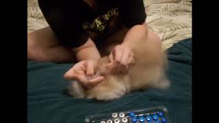 Puppy Dubstep Vaccine @mudkip96
