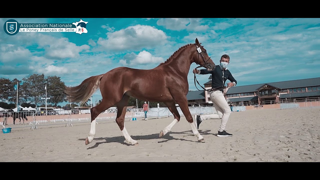 L'Association Nationale du Poney Français de Selle - ANPFS