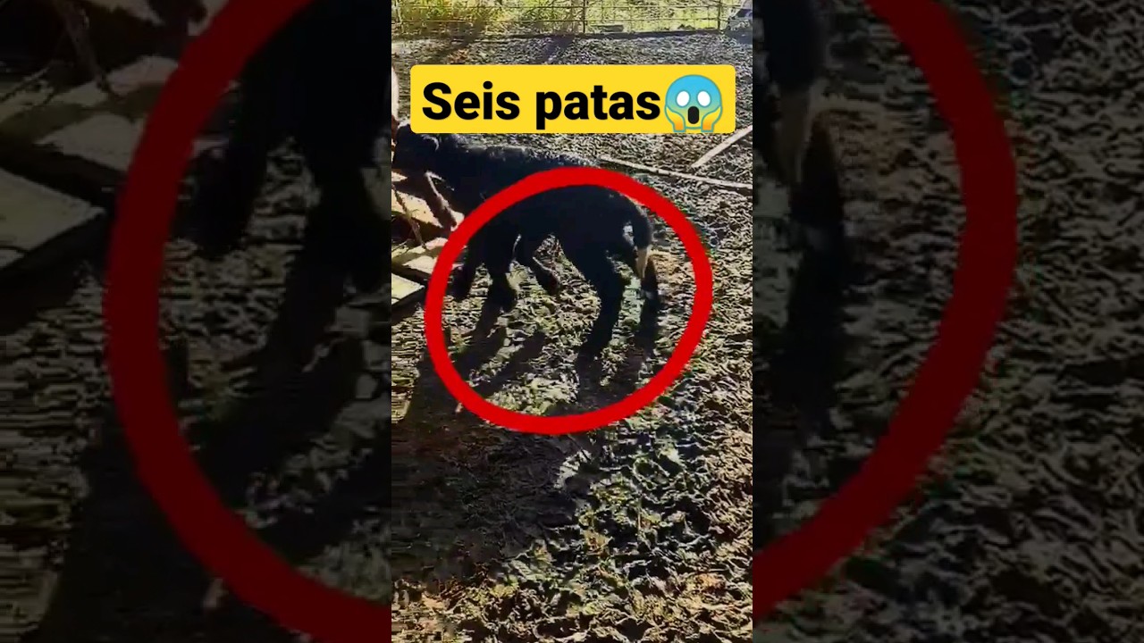 ¿Un Cordero con 6 Patas? Te Impactará 