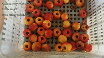 Red Dates Jujube Date Palm Begonia Fruit Hawthorn DeSeeding Machine  Kernel Removing Machine