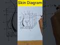 Skin Diagram And Labels Shorts Skindiagram Habibdrawingschool Skin Diagram And Labels Shorts Skindiagram Habibdrawingschool