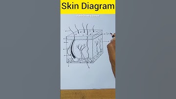 Skin Diagram And Labels #shorts  #skindiagram #habibdrawingschool
