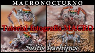 Tutorial fotografía MACRO (parte 1) : Saitis barbipes #macronocturno