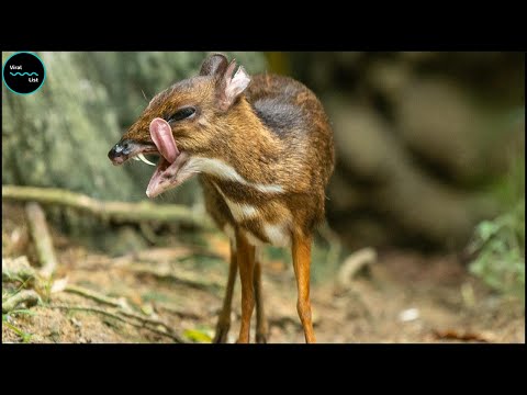 Vidéo: Cerf Pudu: photo, description, habitat