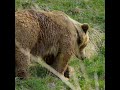 Brown bear bearshorts brownbear