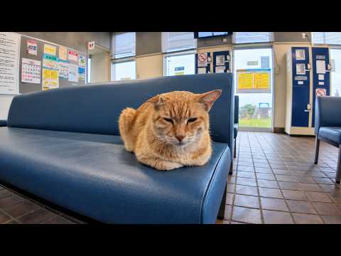 On Rainy Days, These Cats Take Shelter at the Ticket Office