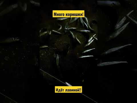 Много корюшки!Идёт лавиной!!! #васярыбаков #рекомендации #корюшка #нева