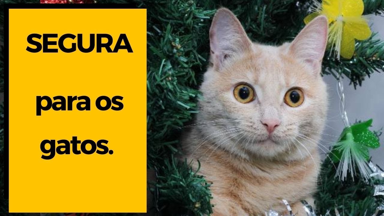 Decoração de árvore de Natal: 7 dicas para quem tem gatos