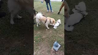 Aww😍🐶🐺🐕Cute doggos