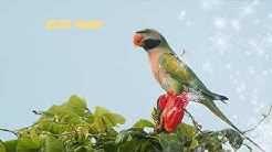 Suara Burung Betet Gacor Dorr Cocok Untuk Masteran..!!  - Durasi: 14:22. 