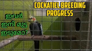 How to breed cockatiels easily| Cockateil breeding tips | Cockateil breeding #cockatielbreeding