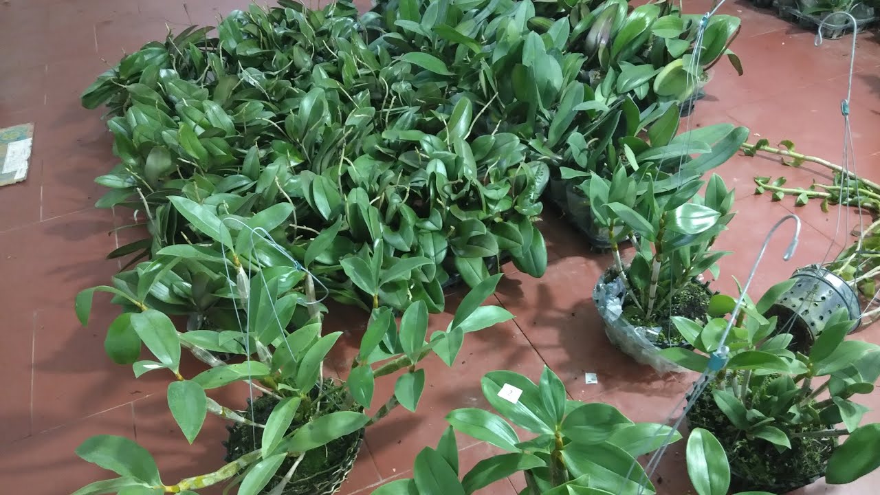 Lan rừng siêu rẻ các loại kg,thuần_0392598516 - YouTube