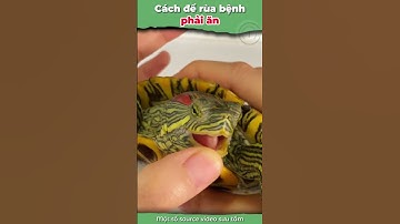 Cách để rùa bệnh PHẢI ĂN #onhachoimotminh