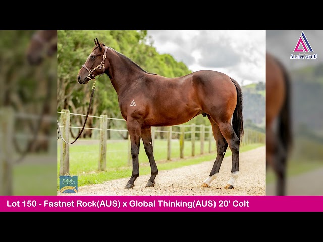 Lot 150-Fastnet Rock(AUS) x Global Thinking(AUS) 20' Colt-2022 Adelaide Yearling Sale Magic Millions