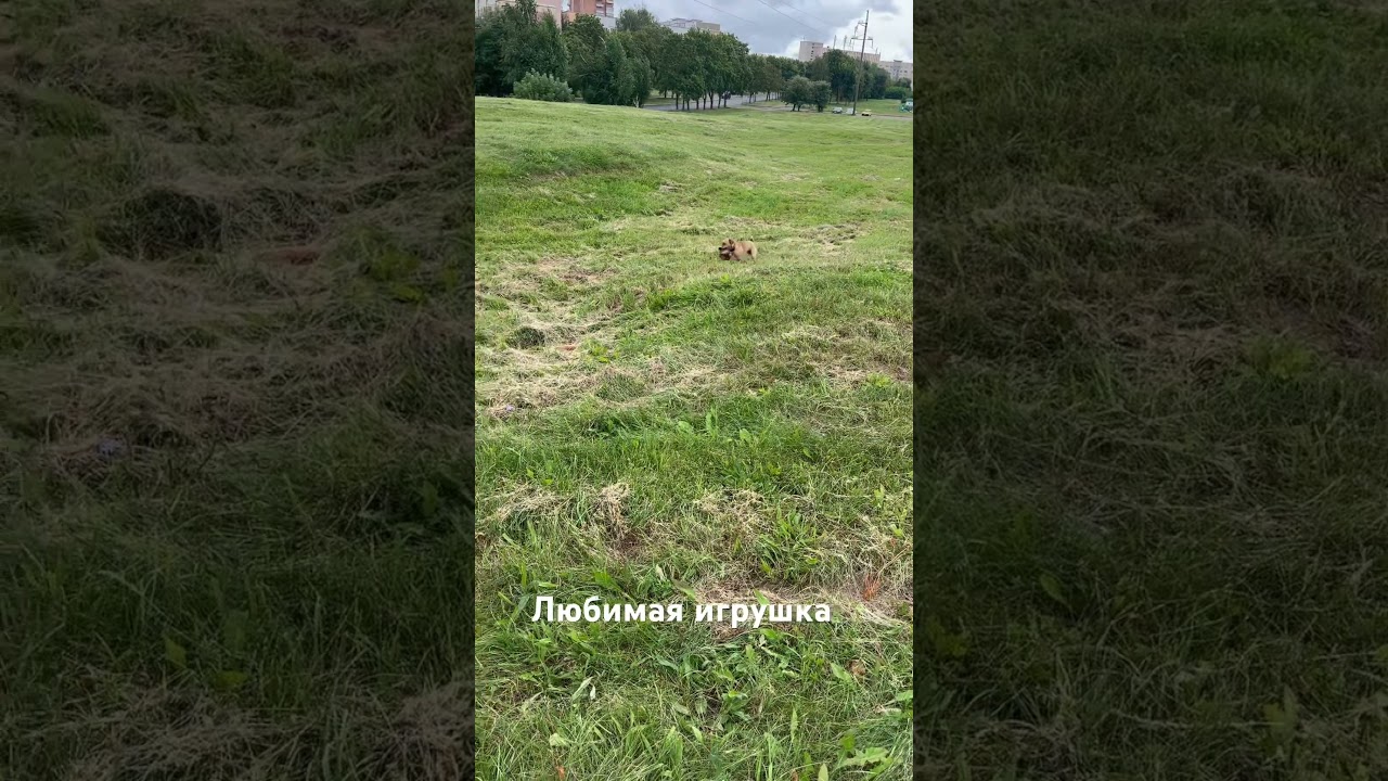 А какая у вас любимая игрушка ? 