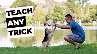 Corgi Training Guide: Part 6 - HOW to TEACH Your Dog ANY Trick