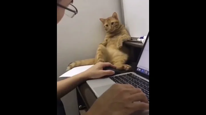 Video 11749751: funniest cats dogs funny, cute cats dogs funniest