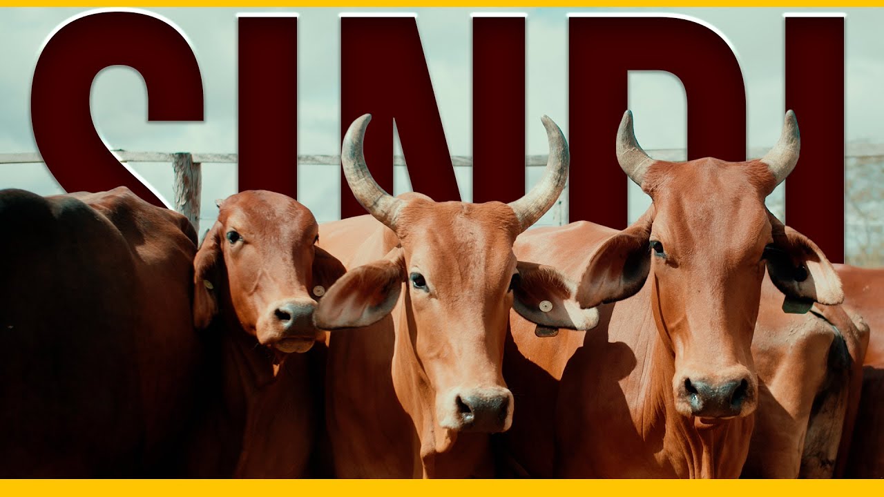 Semiárido Produtivo: O papel do Gado Sindi