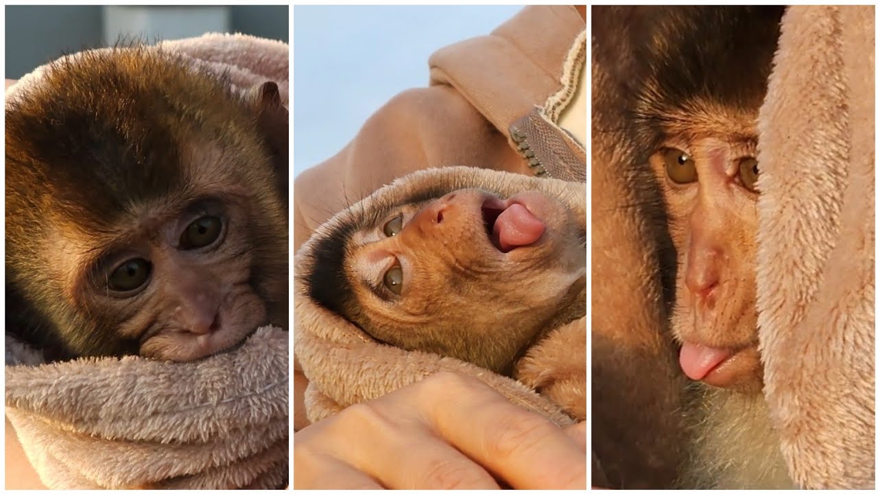 Наху — купание обезьянки настолько милое, что каждый, кто это увидит, смеется.