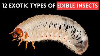 Exotic Types of Edible Insects: A Taste Test Adventure by Slides TV 330 views 1 month ago 5 minutes, 18 seconds