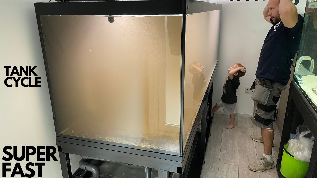 HOW DO YOU CYCLE A NEW AQUARIUM SUPER FAST YouTube