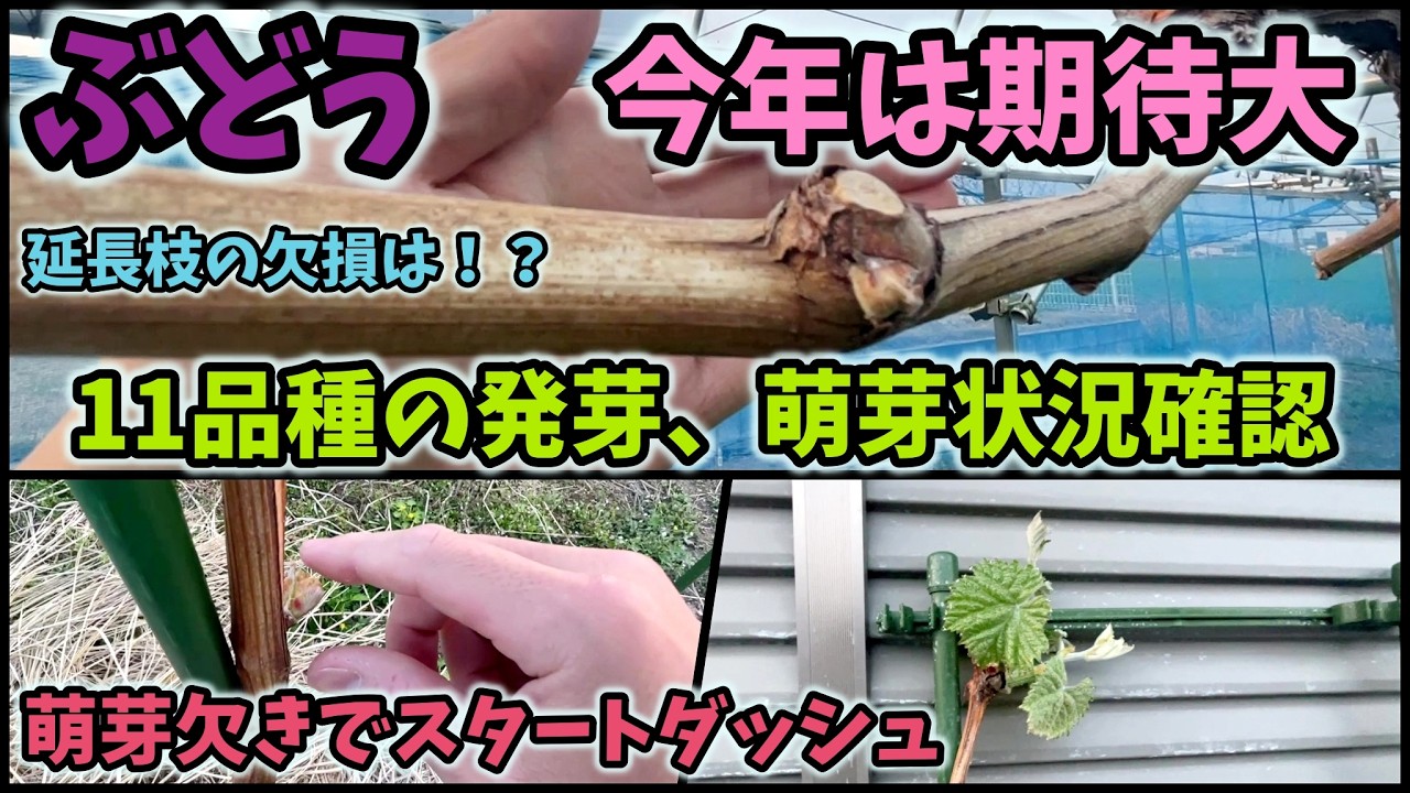 初めまして様　プリップリ 大粒 シャインマスカット粒　EM酵母栽培　ドリップ農法 朝採り直送】大粒シャインマスカット（種無し）1.1kg以上（3Lサイズ2