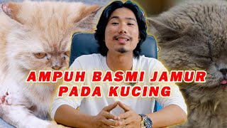 CARA AMPUH BASMI JAMUR PADA KUCING