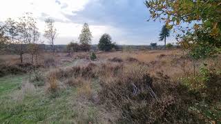 Timelapse cloudy Sunset from a Forest The Netherlands