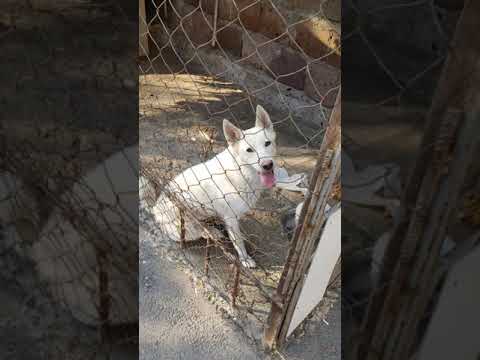 Video: Արգանդի եւ ձվարանների հեռացում շան մեջ