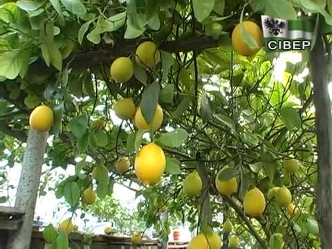 Видео: Лимон, божествено съкровище