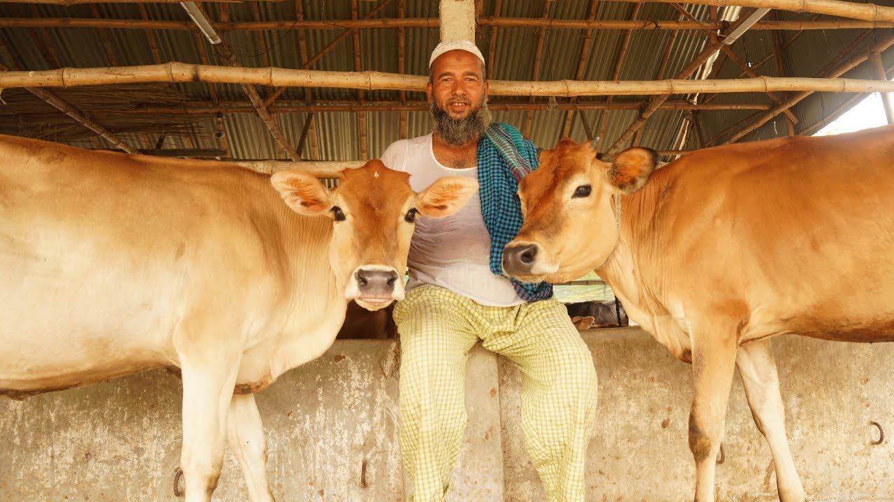 ৩০ হাজার টাকায় অরজিনাল মুন্ডি জার্সি বকনা কিনতে পারেন nana nati dairy